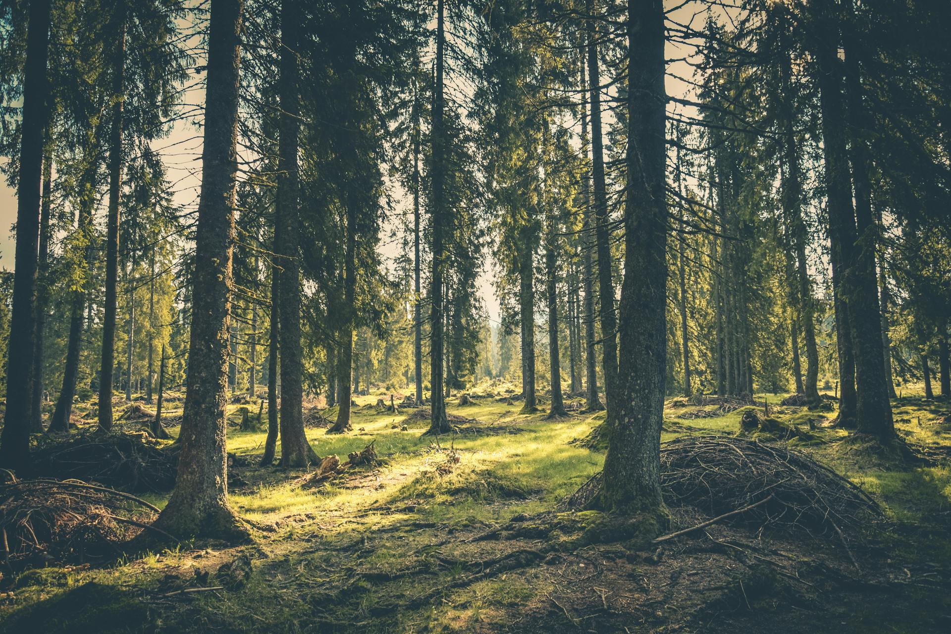 Photo of a Forest